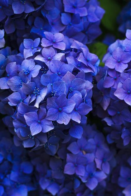 Gardening Made Easy by Cottage Farms