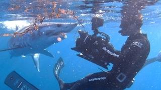 Shark Cinema Science