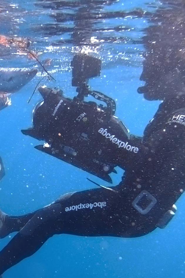 Shark Cinema Science