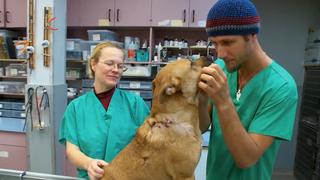 The Vegan Vet The Vegan Vet