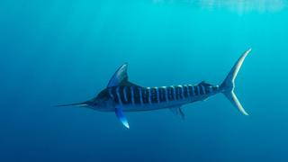 Pointy Bits Pointy Bits