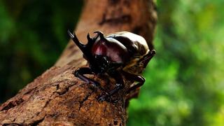 The Big Ones The Big Ones