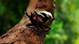 Battle of the Alphas