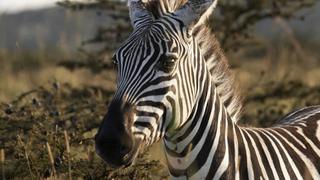 Chatty/Communicative Chatty/Communicative