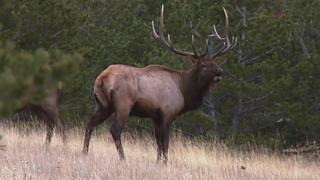 Protecting Montana's Wild Protecting Montana's Wild