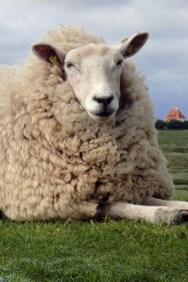 Animals That Changed History