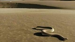 Snake-tacular