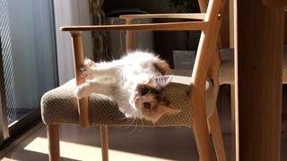 Cats & Dogs Unscripted