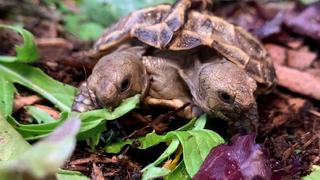 Wild Personality Wild Personality