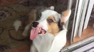 Who Let The Dogs Out?