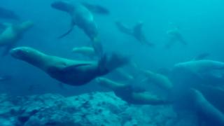 Ocean mammals