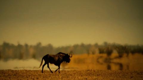 African Herbivores