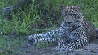 The Predators of Africa