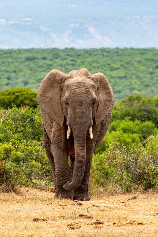 Hoanib: Elephants at Their Limit