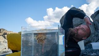 Jellyfish Explosion and the Kraken