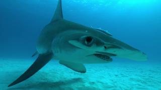 Great White & Hammerhead Sharks