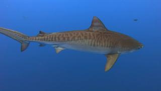 Hammerhead & Tiger Sharks Hammerhead & Tiger Sharks