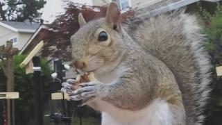Attack of the Squirrels Attack of the Squirrels