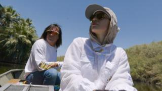 Killer Bees at the Duck Club Killer Bees at the Duck Club