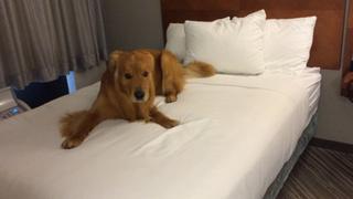 The Zoomiest Zoomies The Zoomiest Zoomies