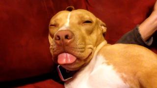 Sleepy Snoozers Sleepy Snoozers