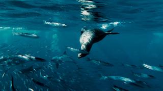 Overfishing Crisis Overfishing Crisis