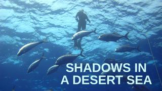 Shadows in a Desert Sea