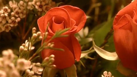 Fresh Cut Flowers; Adhesive Tape; Tofu; Lottery Tickets
