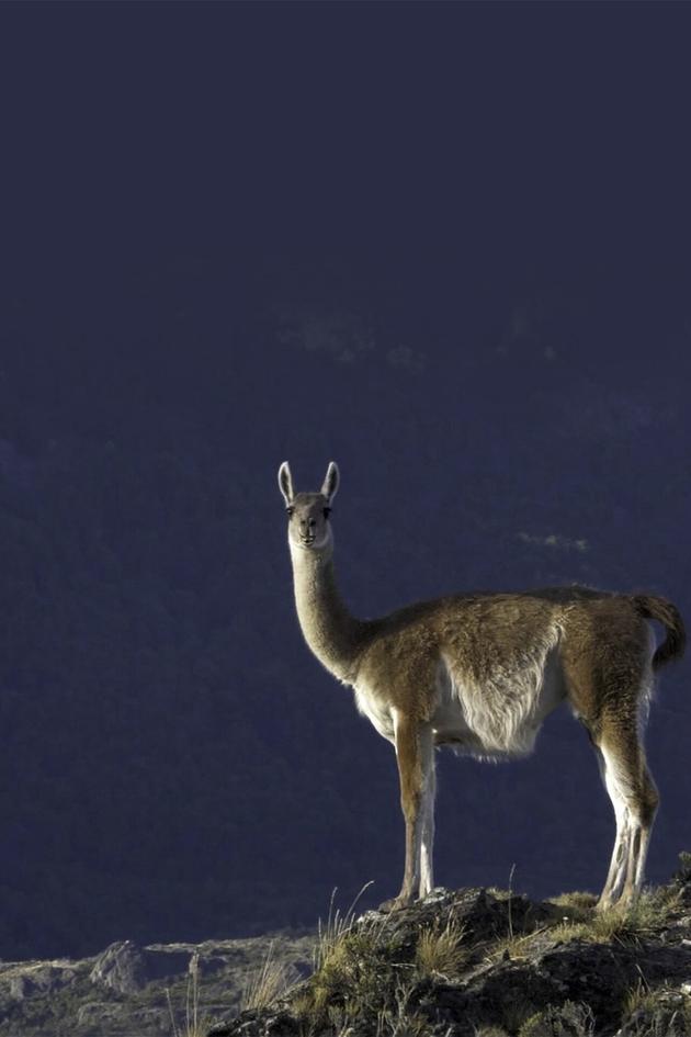 Patagonia Park: A Journey Into the Wild