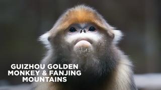 Guizhou Golden Monkey & Fanjing Mountains