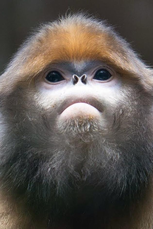 Guizhou Golden Monkey & Fanjing Mountains