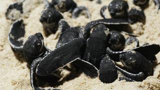 The Leatherback Turtle The Leatherback Turtle