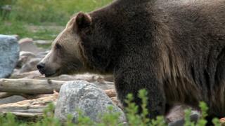 Bear Country Bear Country