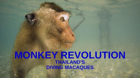 Monkey Revolution - Thailand's Diving Macaques