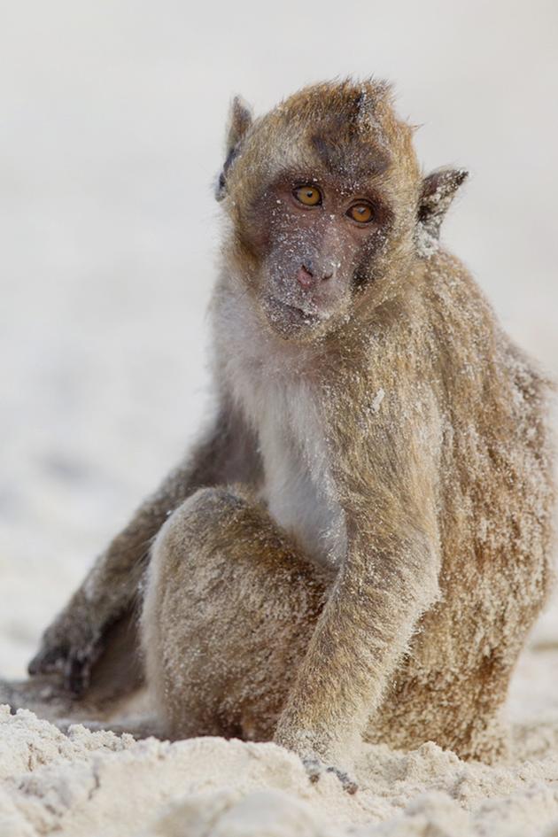 Monkey Revolution - Thailand's Diving Macaques