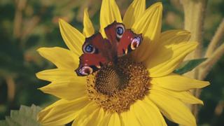 Gravity, Black Holes, Rainbows! Gravity, Black Holes, Rainbows!