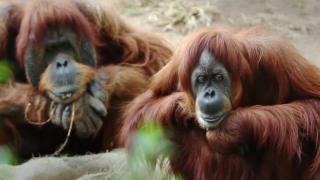 Penguins, Chimps, the Amazon!