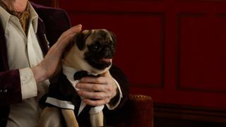 Judgy Cat Talks Turkey Judgy Cat Talks Turkey