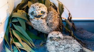 Start of Trauma Season