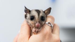 Brisbane Raid Brisbane Raid