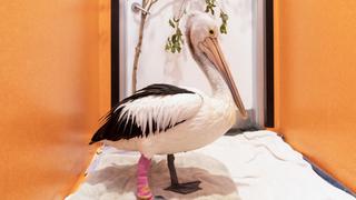 Duckling Dramas Duckling Dramas