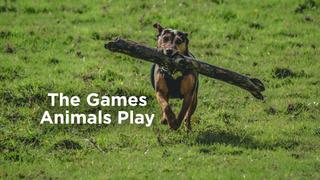 The Games Animals Play