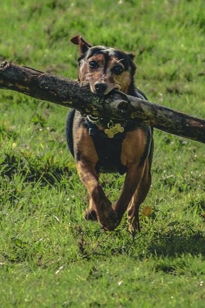 The Games Animals Play