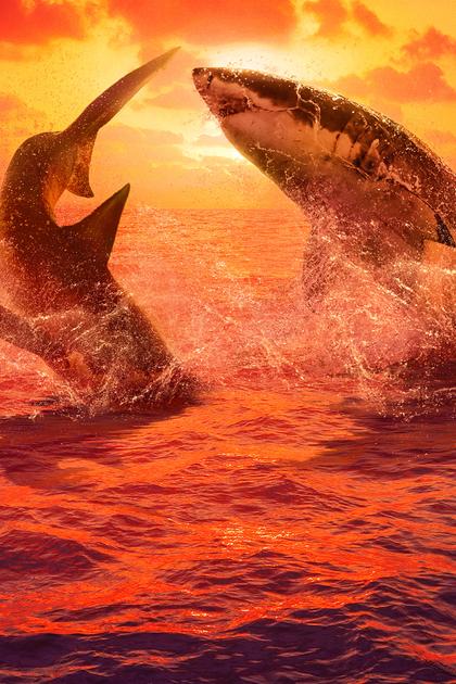 Great White Fight Club