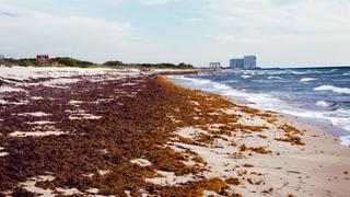 The Great Seaweed Invasion