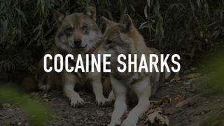 Cocaine Sharks