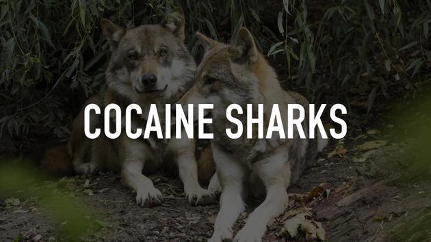 Cocaine Sharks