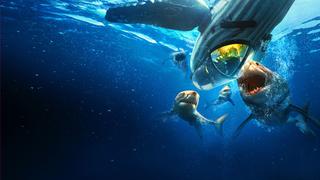 Belly of the Beast: Feeding Frenzy