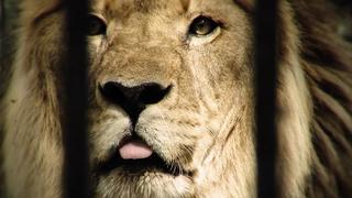 Lion Lady Lion Lady