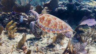 Key Largo Key Largo
